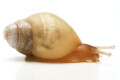 Lissachatina iredalei albino shell juvenil